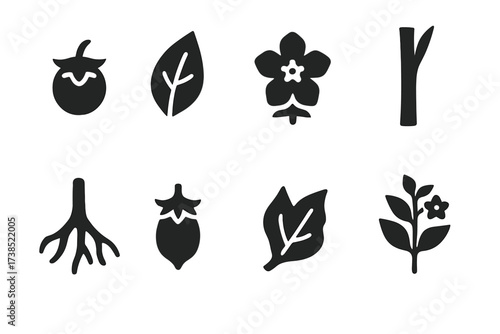 Belladonna Icon Set. Solid, filled icon set of belladonna plant parts: belladonna berry, belladonna leaf, belladonna flower, stem, root, seed pod, dried leaf,
