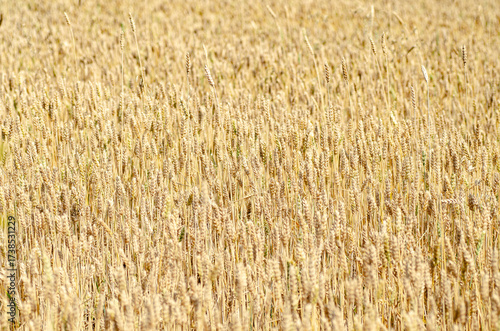 Calm and even horizontal background of ripe wheat ears. Neutral natural pattern in golden tones. Perfect textured backdrop for text, design projects, or website header.
