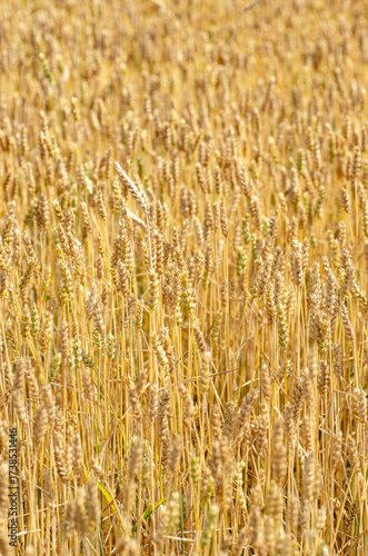 Calm and even vertical background of ripe wheat ears. Neutral natural pattern in golden tones. Perfect textured backdrop for text, design projects, or website header.