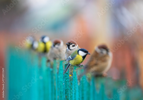 Many small birds tits and sparrows sitting in a row on a wooden fence