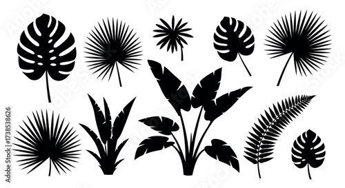 Collection of black silhouettes of tropical palm leaves and plants vector illustration