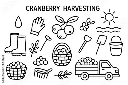 Cranberry Harvest Doodles. Hand-drawn doodle illustration Cranberry harvesting cranberry berries, basket, water droplet, boots, gloves, rake, leaves, twig,