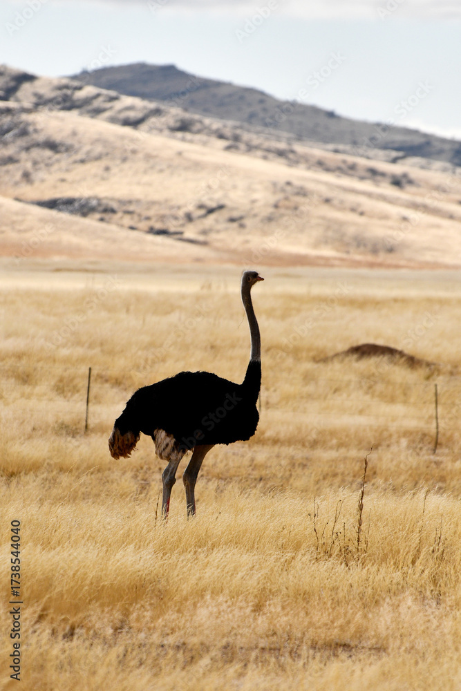 Naklejka premium Animale in natura in Africa