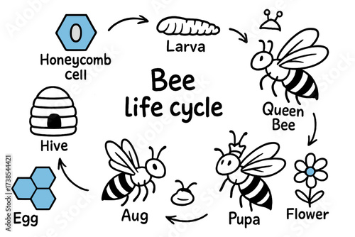 Bee Life Cycle. Bee life cycle. Hand-drawn doodle illustration bee life cycle egg (colored), larva (colored), pupa, adult bee (colored), queen bee, honeycomb