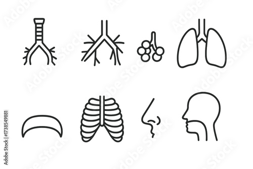 Breath Anatomy Icon Set. Outline icon set of breath anatomy: trachea, bronchi, alveoli, lungs, diaphragm, rib cage, nasal cavity, throat. Line icons in only