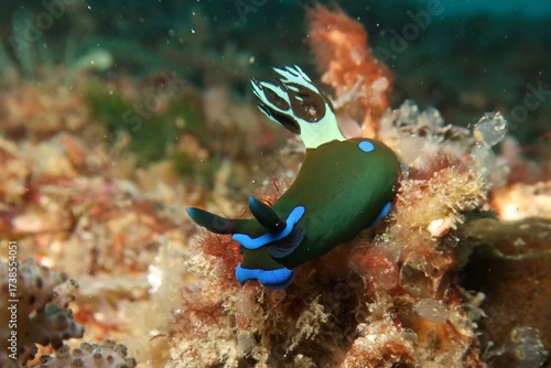Foto Tambja morosa gloomy nudibranch in Raja Ampat, Indonesia