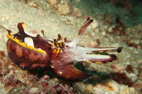 flamboyant cuttlefish in Raja Ampat, Indonesia