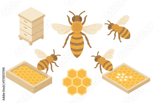 Beehive Structure Illustration. Isometric vector illustration set hive honey bee queen: beehive structure layers, queen bee