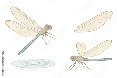 Dragonfly Hovering Elegantly. Isometric vector illustration set dragonfly wing agile hover: dragonfly with transparent wings,
