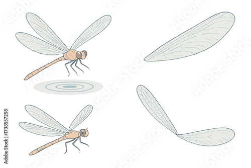 Dragonfly Hovering Elegantly. Isometric vector illustration set dragonfly wing agile hover: dragonfly with transparent wings,