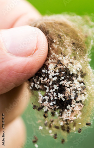 Wallpaper Mural A nest of small spiders in a person's hand. Spider cocoon, close-up Torontodigital.ca