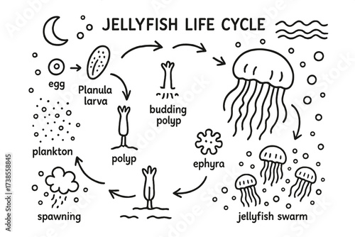Jellyfish Life Cycle Doodles. Jellyfish life cycle. Hand-drawn doodle illustration jellyfish life cycle egg, planula larva, polyp, budding polyp, ephyra,