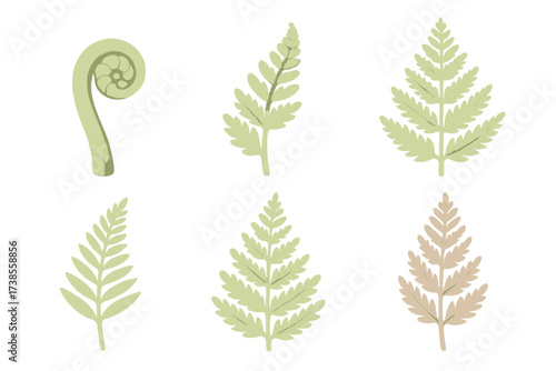 Fern Growth Stages. Isometric vector illustration set Fern frond stages: coiled fiddlehead, partially unfurling frond, fully
