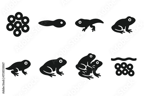 Toad Life Cycle Icons. Solid, filled icon set of toad life stages: egg cluster, tadpole, growing tadpole, four-legged tadpole, juvenile toad, adult toad,