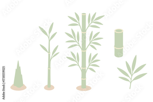 Bamboo Growth Stages. Isometric vector illustration set Bamboo growth stages: bamboo sprout shoot, young green stalk, maturing