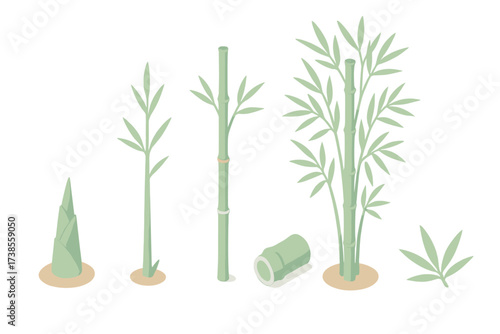 Bamboo Growth Stages. Isometric vector illustration set Bamboo growth stages: bamboo sprout shoot, young green stalk, maturing