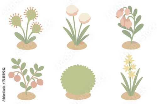 Wetland Plant Icons. Isometric vector illustration set Wetland plants in bogs: sundew carnivorous plant, cotton grass bloom, bog