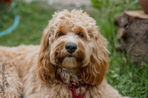 Wallpaper Mural A close portrait of a charming curly brown dog of breed Labradoodle or Cavapoo outdoor. The breed of the dog is a cross between a poodle. Torontodigital.ca