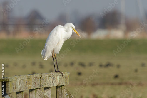 A great egret sitting on a fence looking for food
