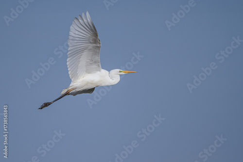 A great egret flying in the sky
