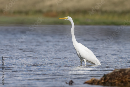 A great egret in its natural habitat in the water looking for food