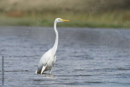 A great egret in its natural habitat in the water looking for food
