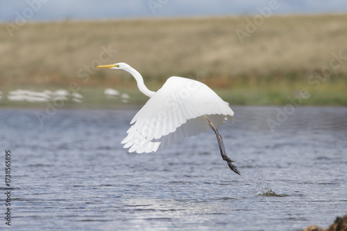 A great egret flying in the sky