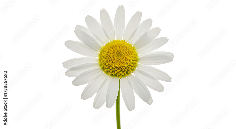 Fototapeta premium Single white daisy in bright natural lighting on isolated white background for floral design