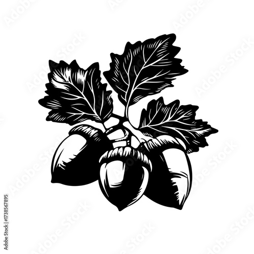 Vector oak branch with acorns nature plant silhouette illustration