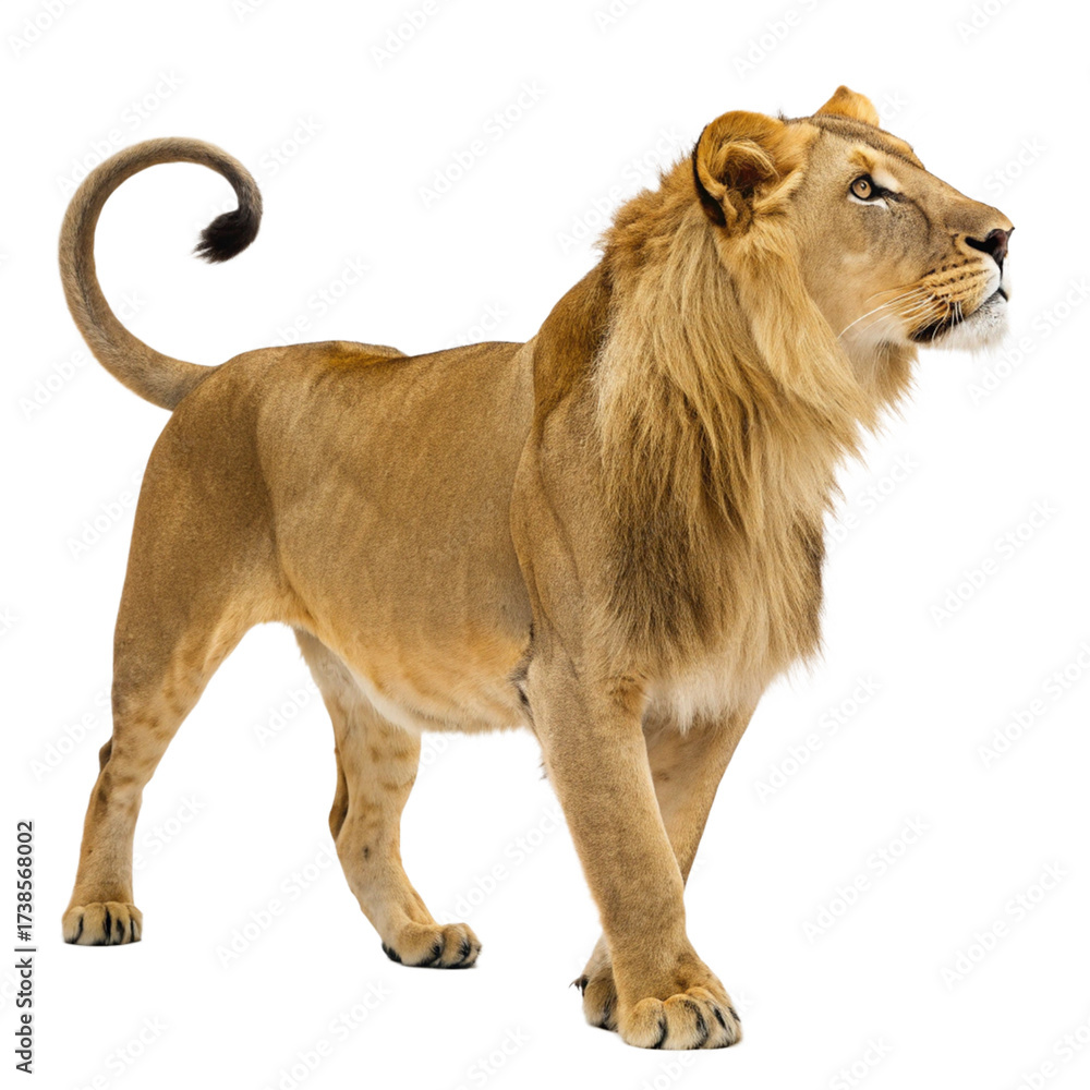 Obraz premium Majestic lion standing tall with a proud gaze, perfect for wildlife documentaries, conservation campaigns, and powerful brand messaging, a symbol of strength 