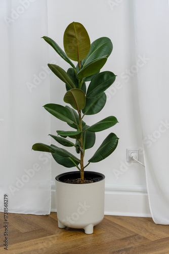 A large potted rubber plant stands on the floor against the backdrop of a white nylon curtain.