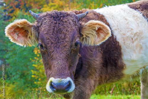 Allgäu - Kuh - niedlich - Fell - Kälbchen - Herbst