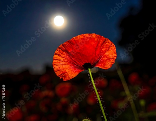 Red Poppy Flower Under Moonlight.