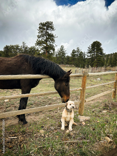 Dark Brown Horse on a farm with cute fluffy white sheep herding dog - sweet animals, fun happy
