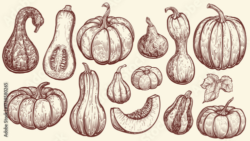 Pumpkin vector sketches. Autumn hand drawn set of different pumpkins and it's pieces. Monochrome isolated illustrations in vintage style.