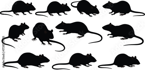 Black Rat Silhouettes in Various Poses, Vector Illustration for Animal Behavior, Biology, and Graphic Design