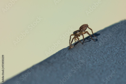 A Tiny Jumping Spider is Slowly Walking on an Iron Balustrade in Early Autumn