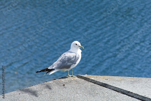 Möwe vor dem Meer auf einer Steinplatte stehend