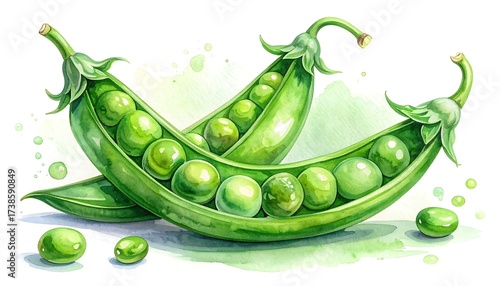 Watercolor illustration of two open pea pods, filled with vibrant green peas. Loose brushstrokes and splashes of green watercolor create a fresh, organic feel