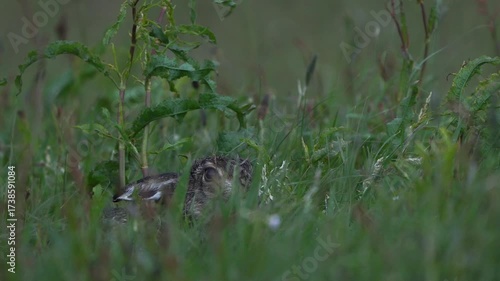  A European hare (Lepus europaeus) lying in a meadow and looking at you
