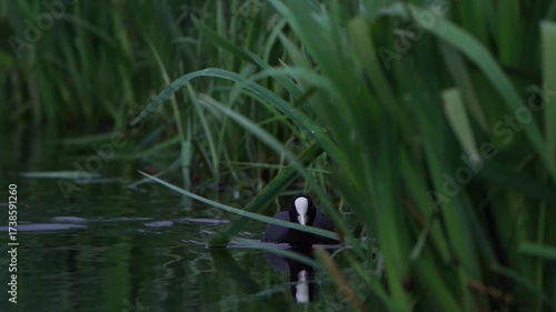 A Eurasian coot (Fulica atra) swimming along aquatic plants in a ditch - slow motion