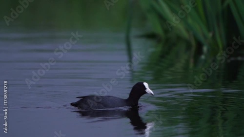 A Eurasian coot (Fulica atra) crossing a ditch - slow motion