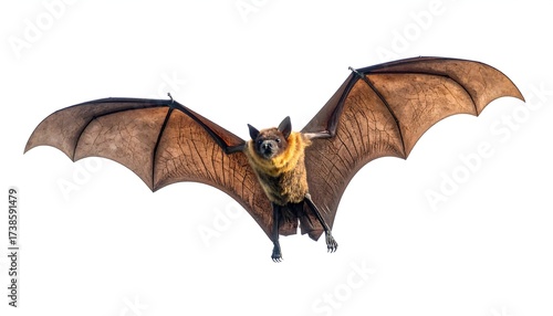 A bat with brown and orange fur is shown mid-flight against a stark white background. The creature's wings are fully extended