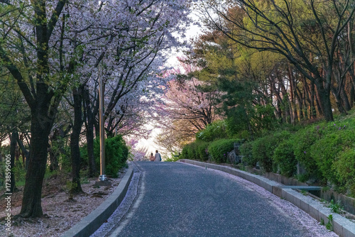 Papier peint Cerisiers en fleur dans le parc du mont Naksan, Séoul, Corée du Sud