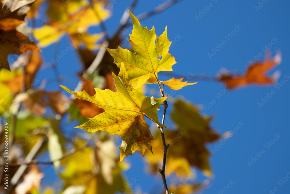 Obraz premium Autumn Concept, Close up Yellow Maple leaves