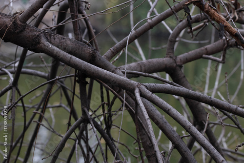 a close-up of tree branches, likely in winter 