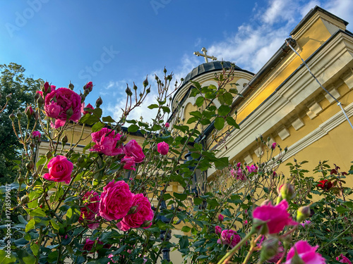 Bright pink roses blooming in front of a yellow church building with a cross-topped dome, under a clear blue sky—symbolizing peace, faith, and natural beauty.