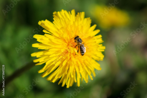 Close-up of a bee collecting nectar from a vibrant yellow dandelion flower on a sunny day, with a soft green background.