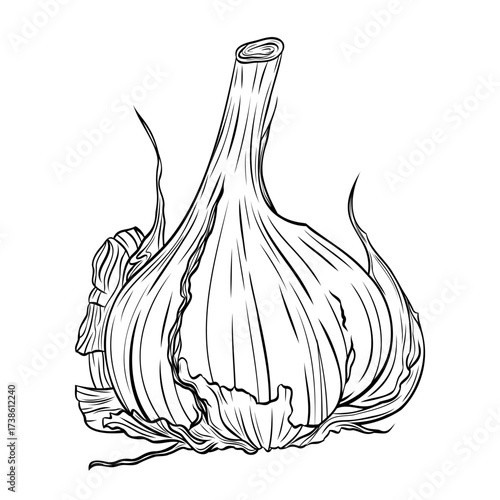 Monochrome botanical fragrant spice drawing of head of garlic isolated on white background. Graphic hand drawn ink black and white vector. Good for cooking, medicinal, tea, and garden beauty