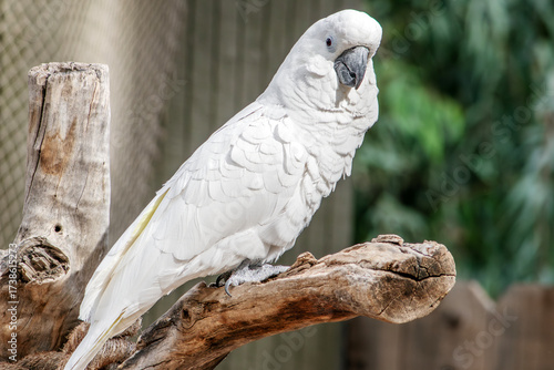 White Cockatoo